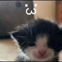 nhạc nền - tư liệu lịch sử Chiikawa