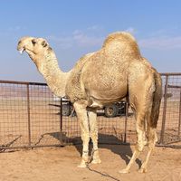 moharbi10100