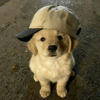pingun.pinn