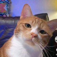 suara asli - Patrick