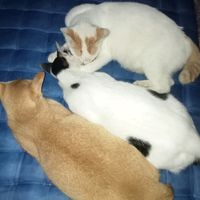 suara asli - safr