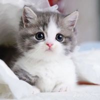 suara asli - SinarNova