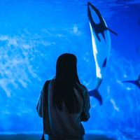 オリジナル楽曲 - prinodayo