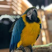 الصوت الأصلي