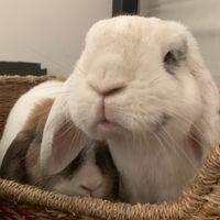 amzbun