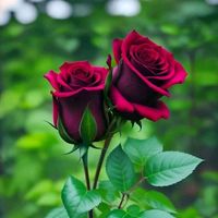 សំឡេងដើម - Korng Hoeun🌹