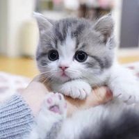 xkikicat