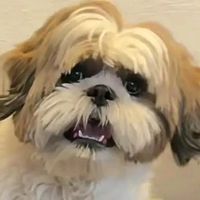 sonido original - FISICAL SUN