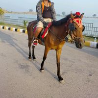 niroj.pathak0