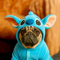 oddy.pug
