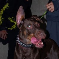 boogythedoberman