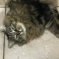 answer by Tyler the creator