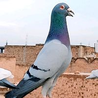 kabootar526