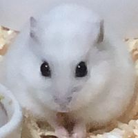 オリジナル楽曲 - HELLoマン🍏