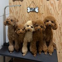 mocha_kona0615