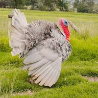granja_de_guajolotes.jr