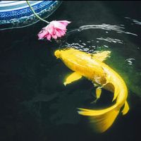 오리지널 사운드 - zhangshuyao001