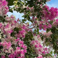 Ting ting tang tang intro