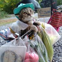 bongbongcatcat