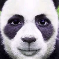 palmas para Zé Maria