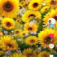 オリジナル楽曲 - えみ🩵