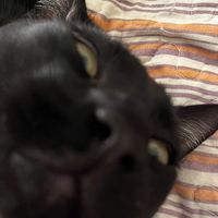 nyxkitty_