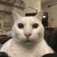 suara asli - W I N Z Z ?
