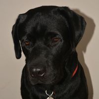 labrador.archi