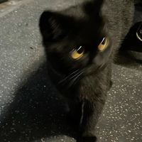 black._.cat22