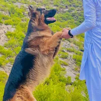 original sound - imransudais06