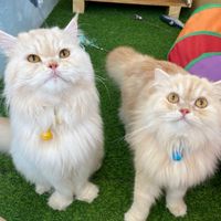 hmsupercat