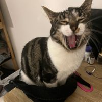 toby3jade