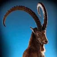 original sound - markhor122_