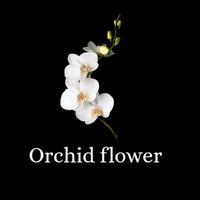orchidflower348