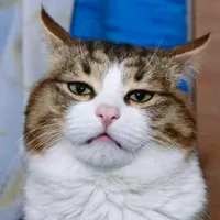 original sound - vwxyzacc