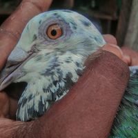 pigeon.hub70