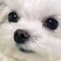 dmsvkfdl