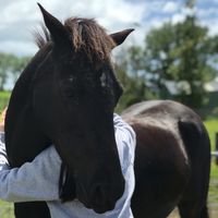 equestrian.audios171