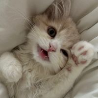 オリジナル楽曲 - ねぎま【スコティッシュフォールド】