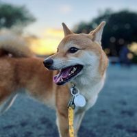 oimo_shiba_inu