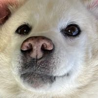 shukos