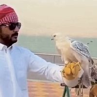 الصوت الأصلي