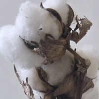 오리지널 사운드 - 시라누이