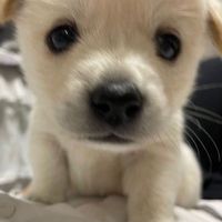 오리지널 사운드 - 내 사랑은 오직 너뿐이야