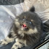 เสียงต้นฉบับ - ราชาชุดดําPTX