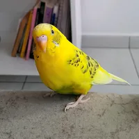 original sound - camilaortiz4785