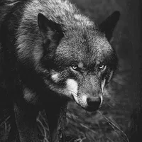 original sound - zaibuvampire