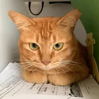 original sound - malayjuvenescenceindex