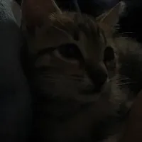 original sound - vydozz_e.m