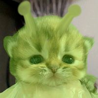 suara asli - chelsyi.